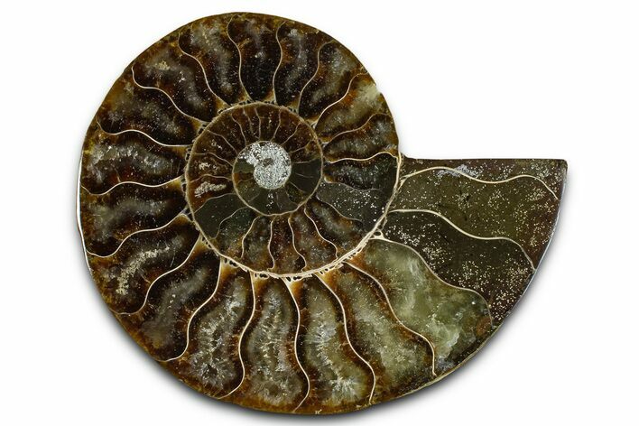 Cut & Polished Ammonite Fossil (Half) - Madagascar #364888